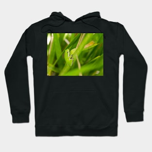 Eastern Dwarf Tree Frog Hoodie